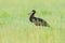 Abdim`s white-bellied stork, Ciconia abdimii, walking in the grass, Okavango delta, Moremi, Botswana. River with bird in Africa.