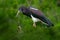 Abdim`s white-bellied stork, Ciconia abdimii, walking in the grass, Okavango delta, Moremi, Botswana. River with bird in Africa.