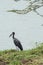 Abdim Stork and sacred ibis along a waterhole