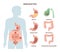 Abdominal ache. Medical infographic of different abdominal organ