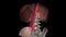 the abdominal aorta is the largest artery in the abdominal cavity