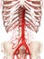 The abdominal arteries