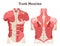Abdominal and back muscle system. Pectoralis major muscle, muscles