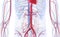 The abdominal blood vessels