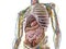 The abdominal organs