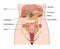 Abdominal organs