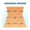 Abdominal quadrant regions scheme as stomach division vector illustration.