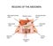 Abdominal Region. The liver, gallbladder, pancreas, stomach, duodenum, intestine, small intestine, large intestine