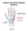 Abductor digiti minimi muscle with hand and palm skeleton outline diagram