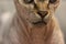 Abeautiful Canadian Sphynx cat. Naked kitty& x27;s mouth, nose an extreme close-up.