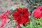 A  Abeautiful petunia Red Flowers