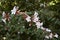 Abelia grandiflora shrub in bloom