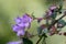 Abelia Linnaea parvifolia Bumblebee trumpet-shaped pink flower