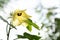 Abelmosk or Abelmoschus moschatus flower on nature background