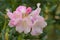 Aberconwayi hybrid Rhododendron Streatley, pinkish flowers