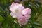 Aberconwayi hybrid Rhododendron Streatley, pinkish-white flowers
