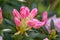 Aberconwayi hybrid Rhododendron Streatley, violet-pink buds