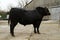 Aberdeen Angus Bull