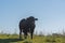 Aberdeen Angus bull in a livestock farm