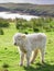 Aberdeen Angus, Highland Cow