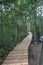 Aberdeen Nature Trail, forest with trees , Path through wood