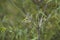 Aberrant Bush Warbler posing on bamboo
