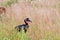 Abessyninian ground hornbill, Murchison Falls National Park, Uganda