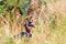 Abessyninian ground hornbill, Murchison Falls National Park, Uganda