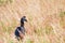 Abessyninian ground hornbill, Murchison Falls National Park, Uganda