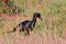 Abessyninian ground hornbill, Murchison Falls National Park, Uganda