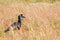 Abessyninian ground hornbill, Murchison Falls National Park, Uganda