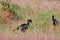 Abessyninian ground hornbills, Murchison Falls National Park, Uganda