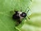 Abia fasciata black sawfly sitting in vegetation