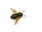 Abia lonicerae golden and black sawfly