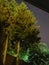 Abies alba trees and stars on the night sky
