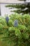 Abies balsamea with blue cones