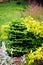 Abies koreana, cultivar of Korean fir with fresh buds