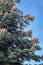 Abies procera or Nobilis fir with large cones in autumn