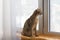 Abissinian cat looking at window