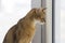 Abissinian cat looking at window