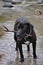 Ablack lab fetches a stick in a river