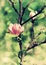 Abloom flower of magnolia