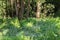 Abloom forest glade lit by soft sunlight, Moscow suburbs, Russia.