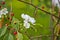 Abnormal flowering of an apple tree in autumn on branches with mature apples. A consequence of global warming.