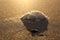 Abnormal foam on the beach. pollution of the sea, poisonous discharges. salt foam, agglomerated on the sand of a beach at sunset