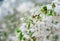 Abnormal natural phenomenon. Snow, frost, frost in late spring during the flowering of trees. The branch of a blossoming Cherry un