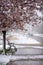 Abnormal natural phenomenon, snowfall at spring during tree blossoming season. Anomaly weather and climate change concept