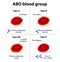 ABO Blood groups