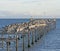 Abondoned Pier Inhabited by Cormorants