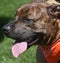 Aborable Pitbull Dressed with an Orange Bandana